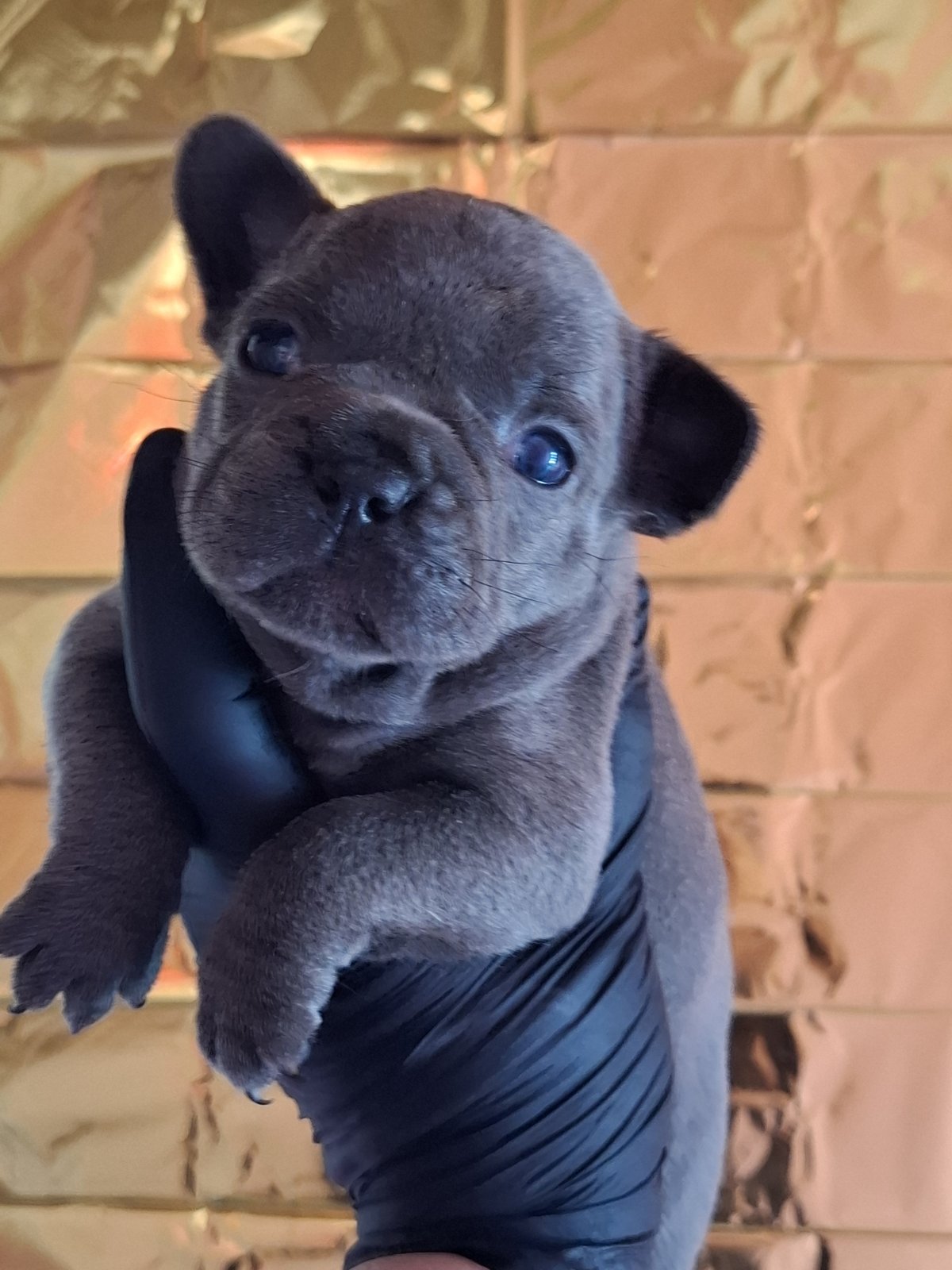 Sivi plavi francuski buldog