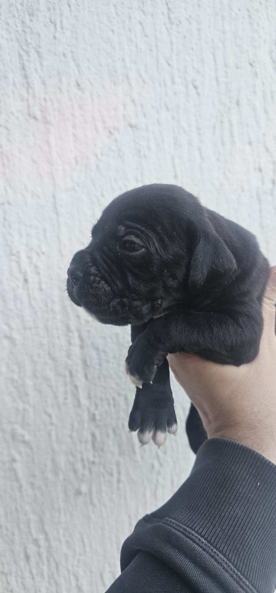 CANE CORSO prelepi štenci