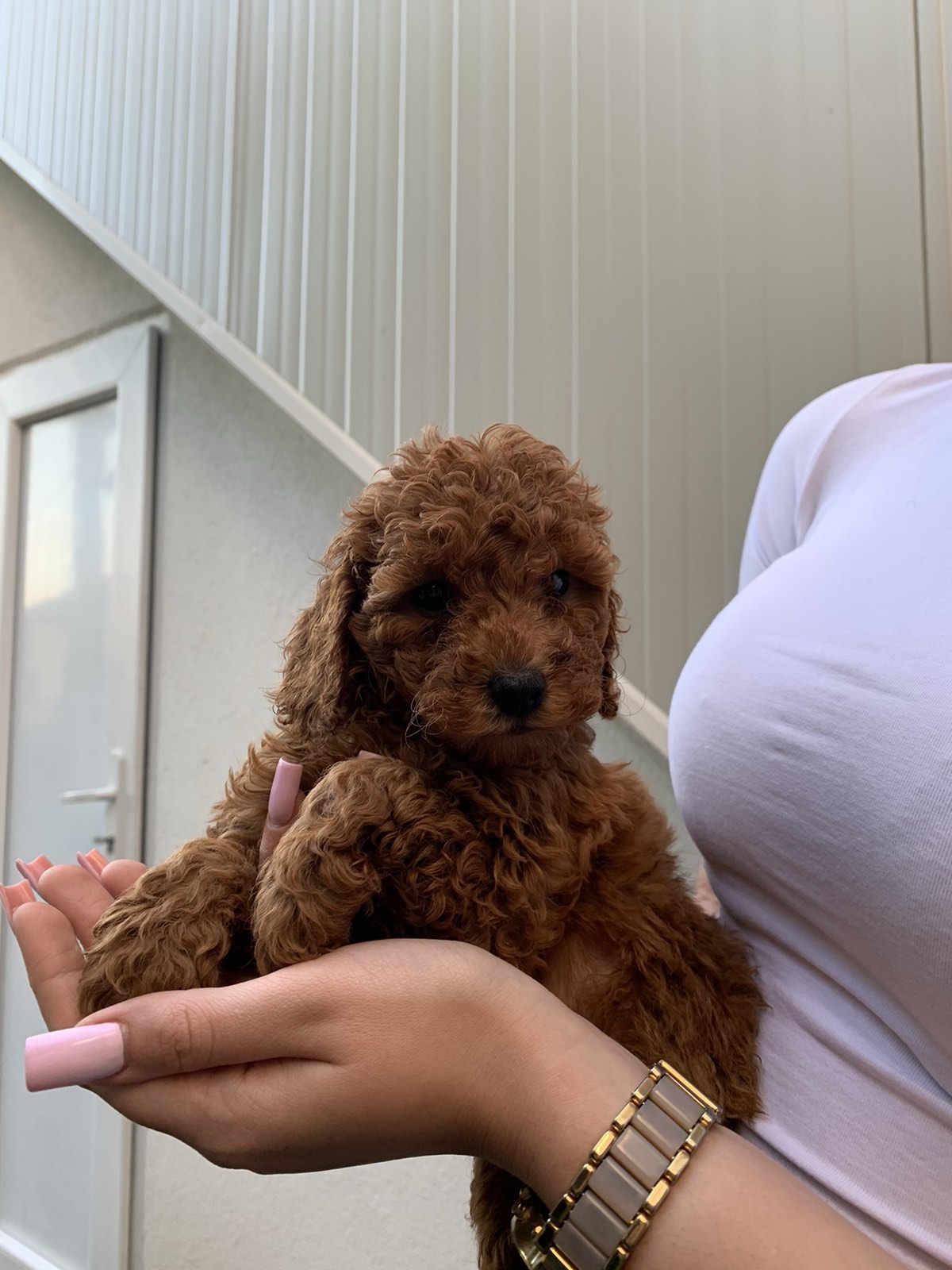 Pudla crveni i aprikot patuljasti stenci