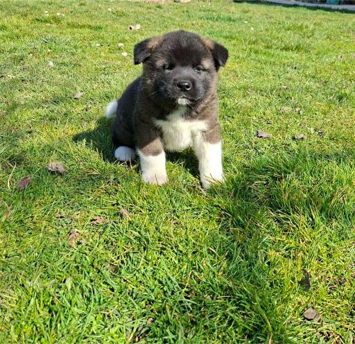 Američka Akita prelepi štenci