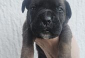 CANE CORSO prelepi štenci