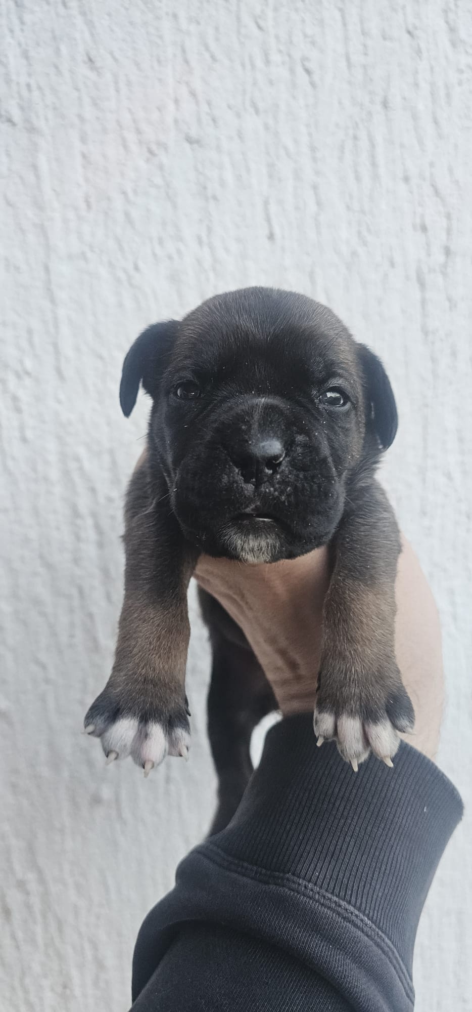 CANE CORSO prelepi štenci