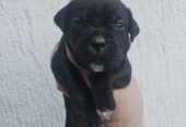 CANE CORSO prelepi štenci