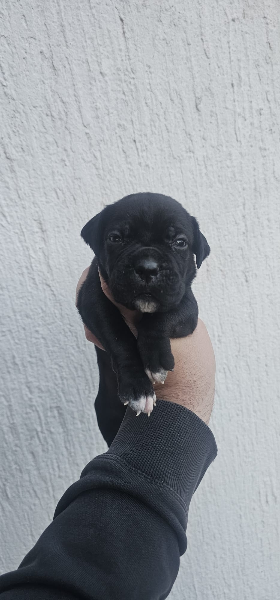 CANE CORSO prelepi štenci