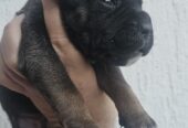 CANE CORSO prelepi štenci