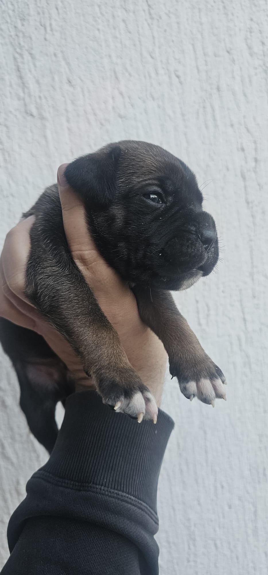 CANE CORSO prelepi štenci