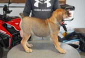Južnoafrički mastif – Boerboel štenci