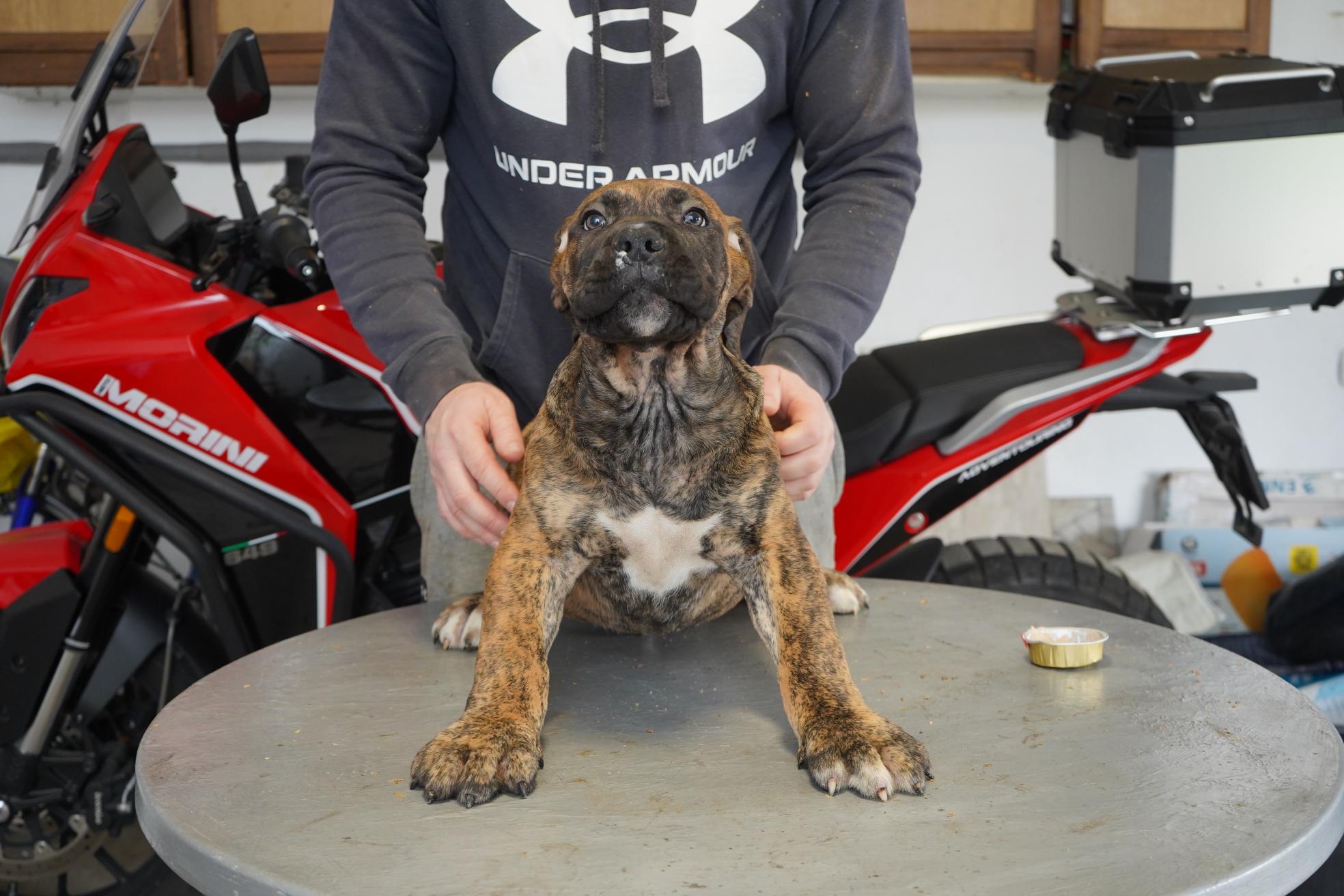 Južnoafrički mastif – Boerboel štenci