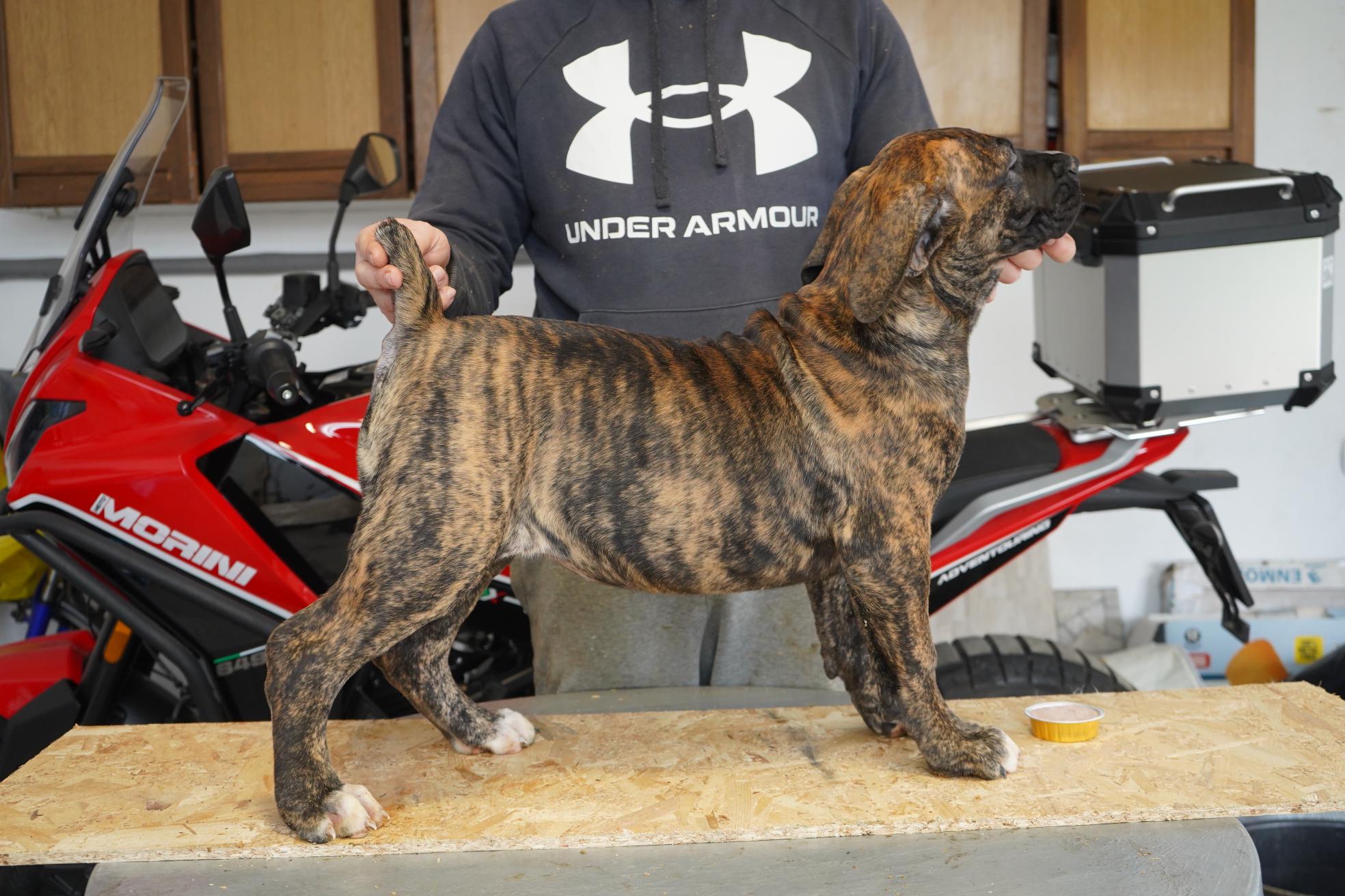 Južnoafrički mastif – Boerboel štenci