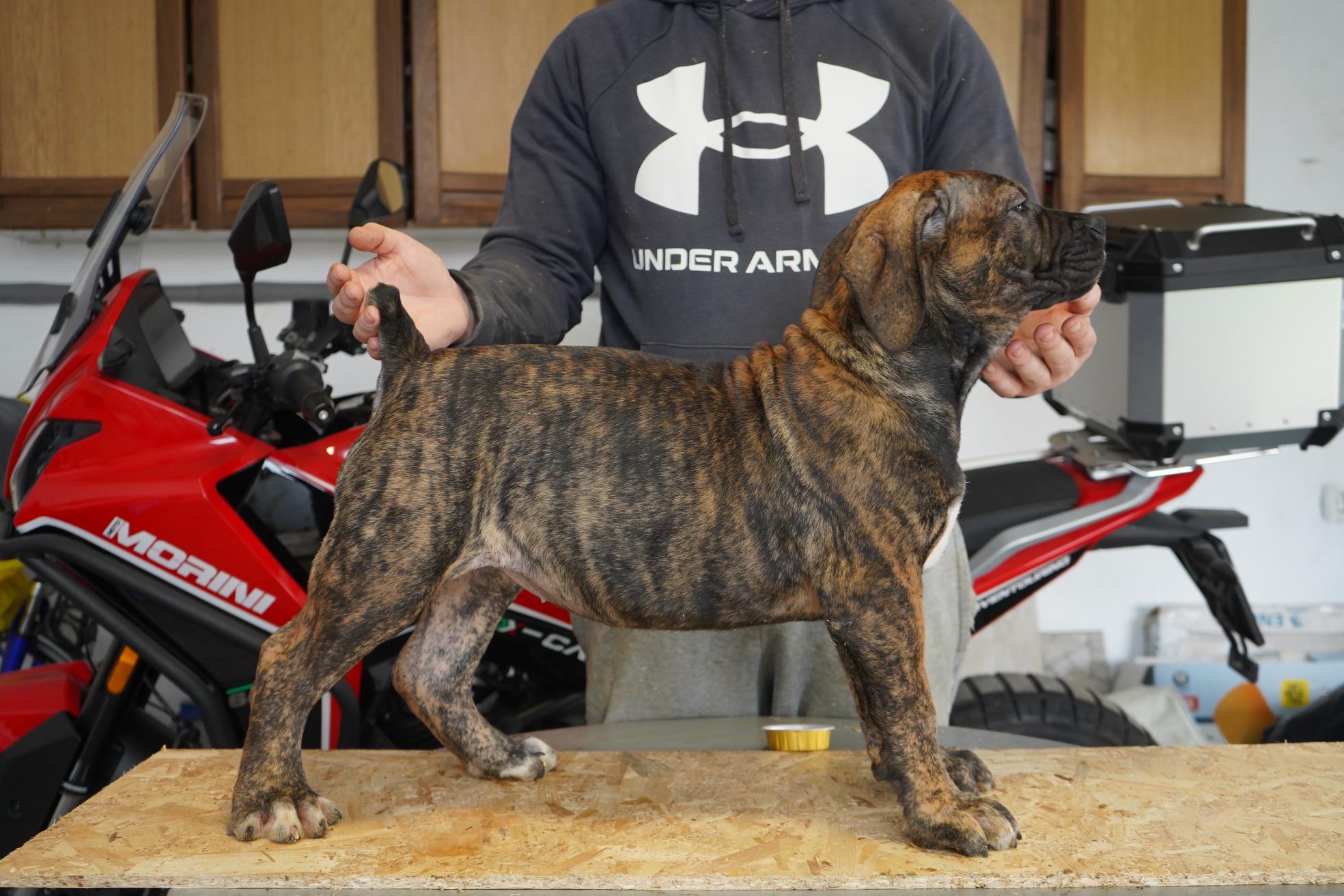 Južnoafrički mastif – Boerboel štenci