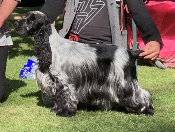 Engleski koker spanijel prelepi štenci