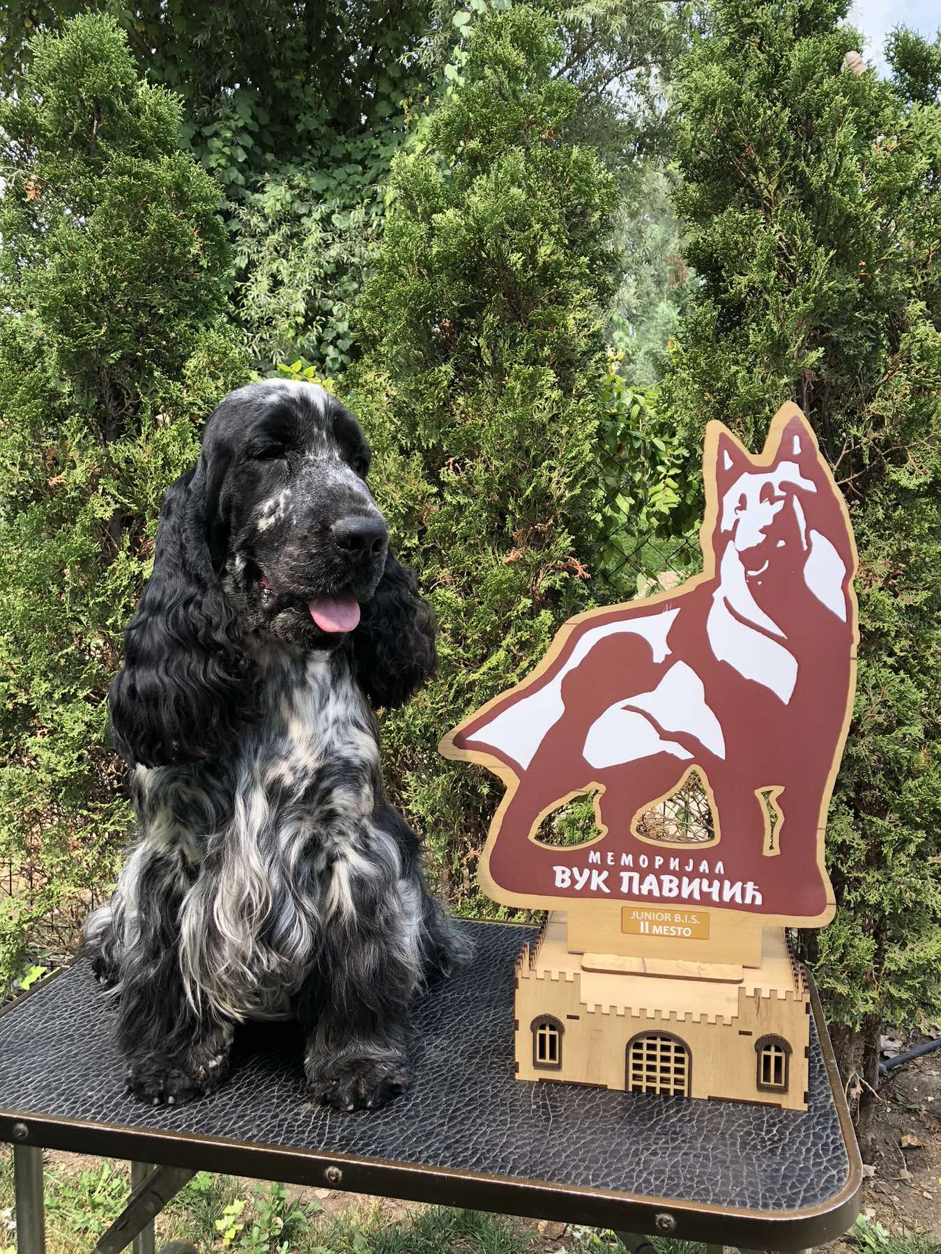 Engleski koker spanijel prelepi štenci