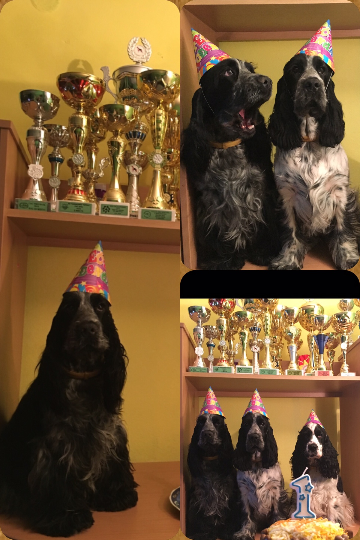 Engleski koker spanijel prelepi štenci