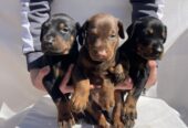 Doberman prelepi stenci
