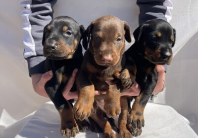 viber_image_2026-03-15_20-50-38-475