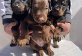 Doberman prelepi stenci