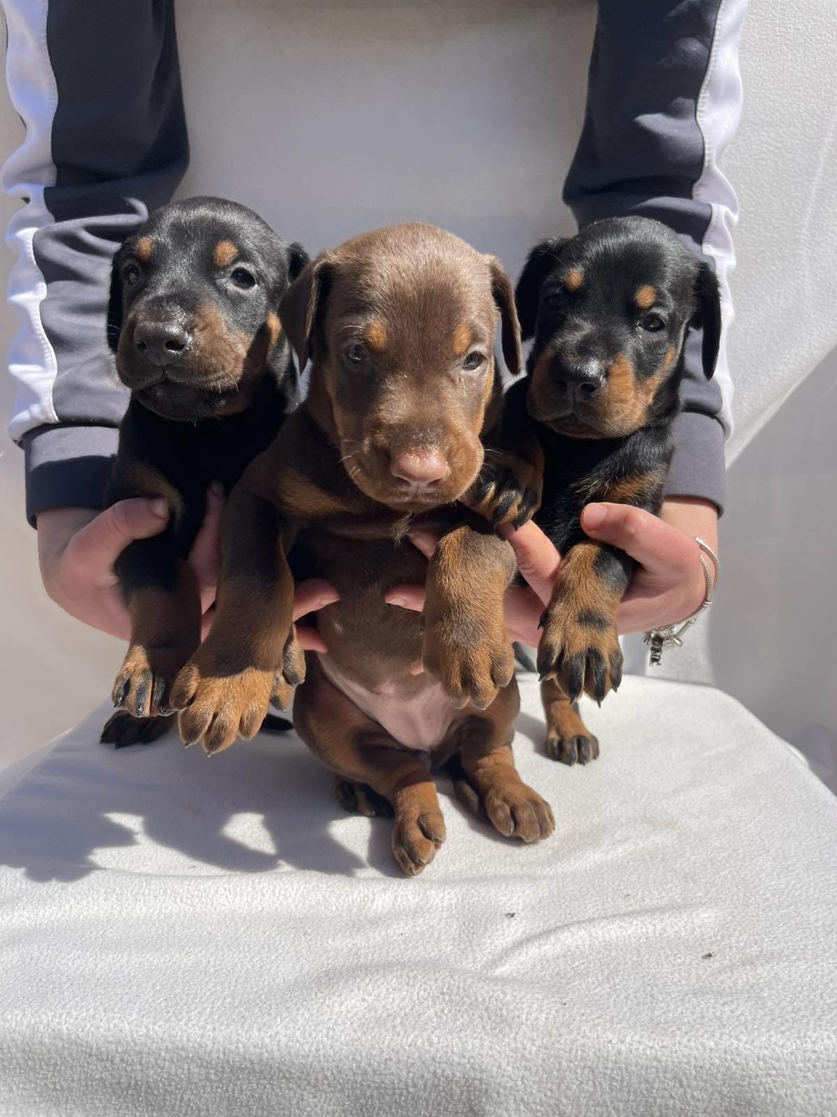 Doberman prelepi stenci