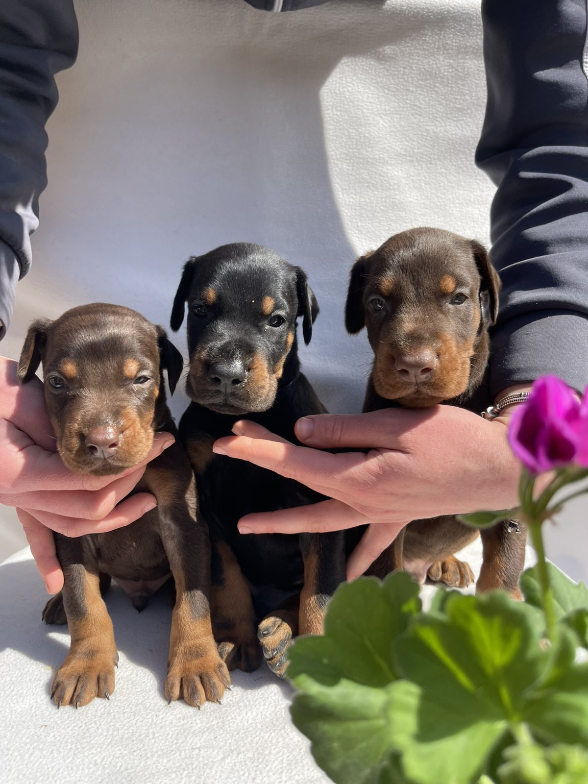 Doberman prelepi stenci