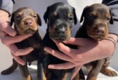 Doberman prelepi stenci