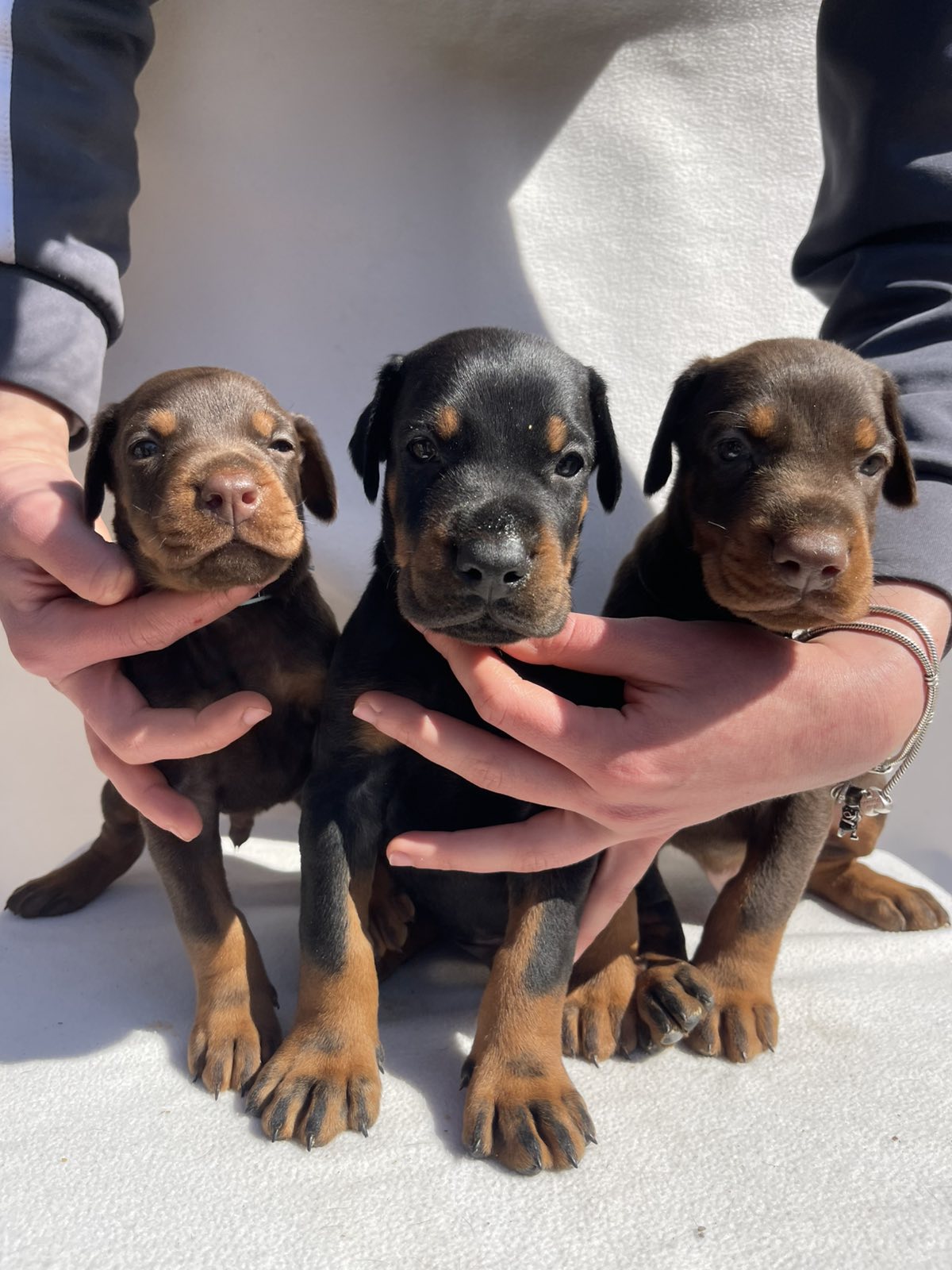 Doberman prelepi stenci