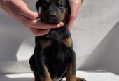 Doberman prelepi stenci