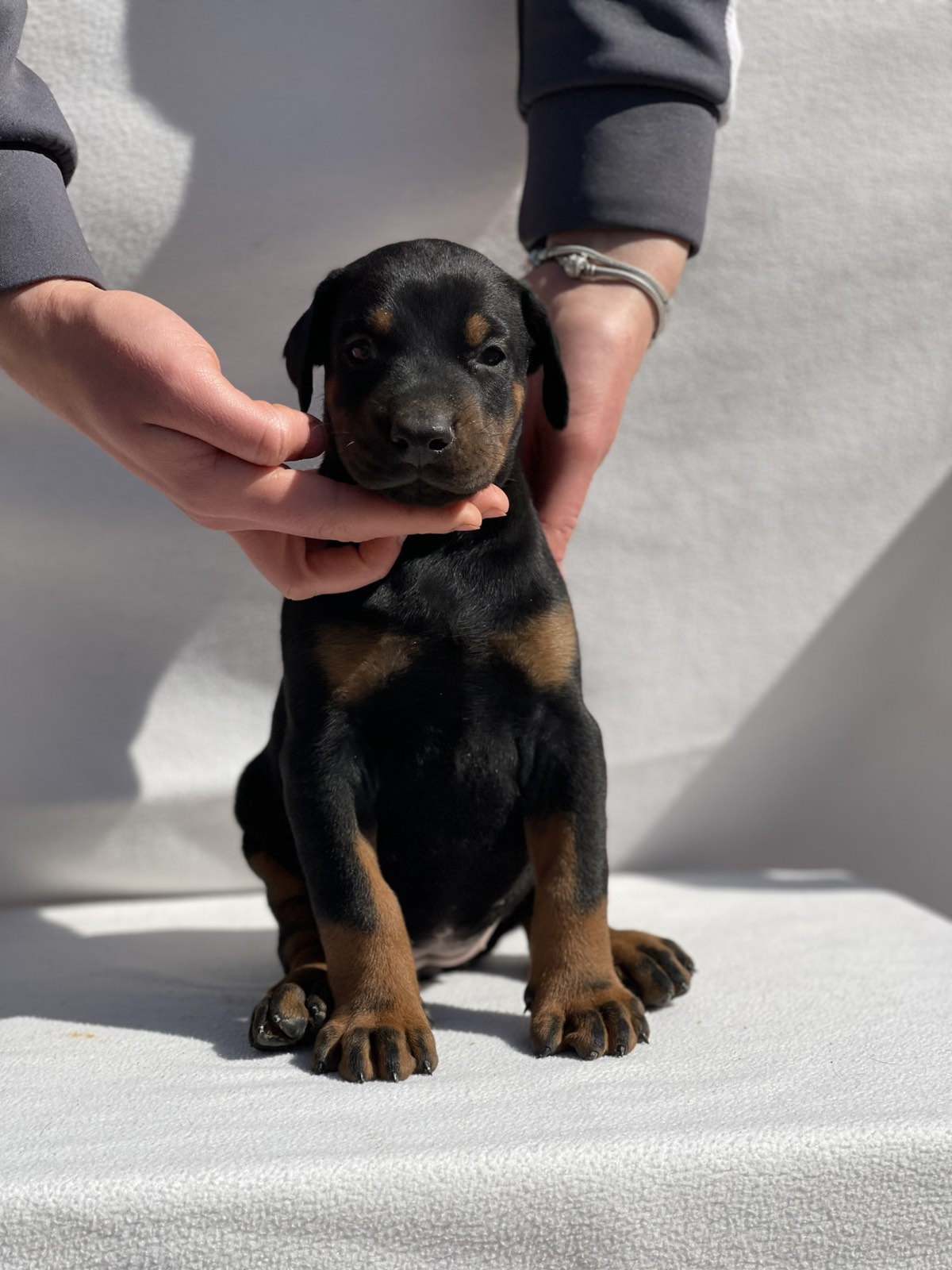 Doberman prelepi stenci