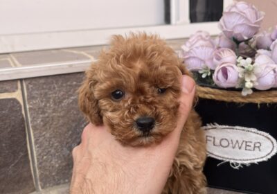 viber_image_2026-03-18_16-47-23-119