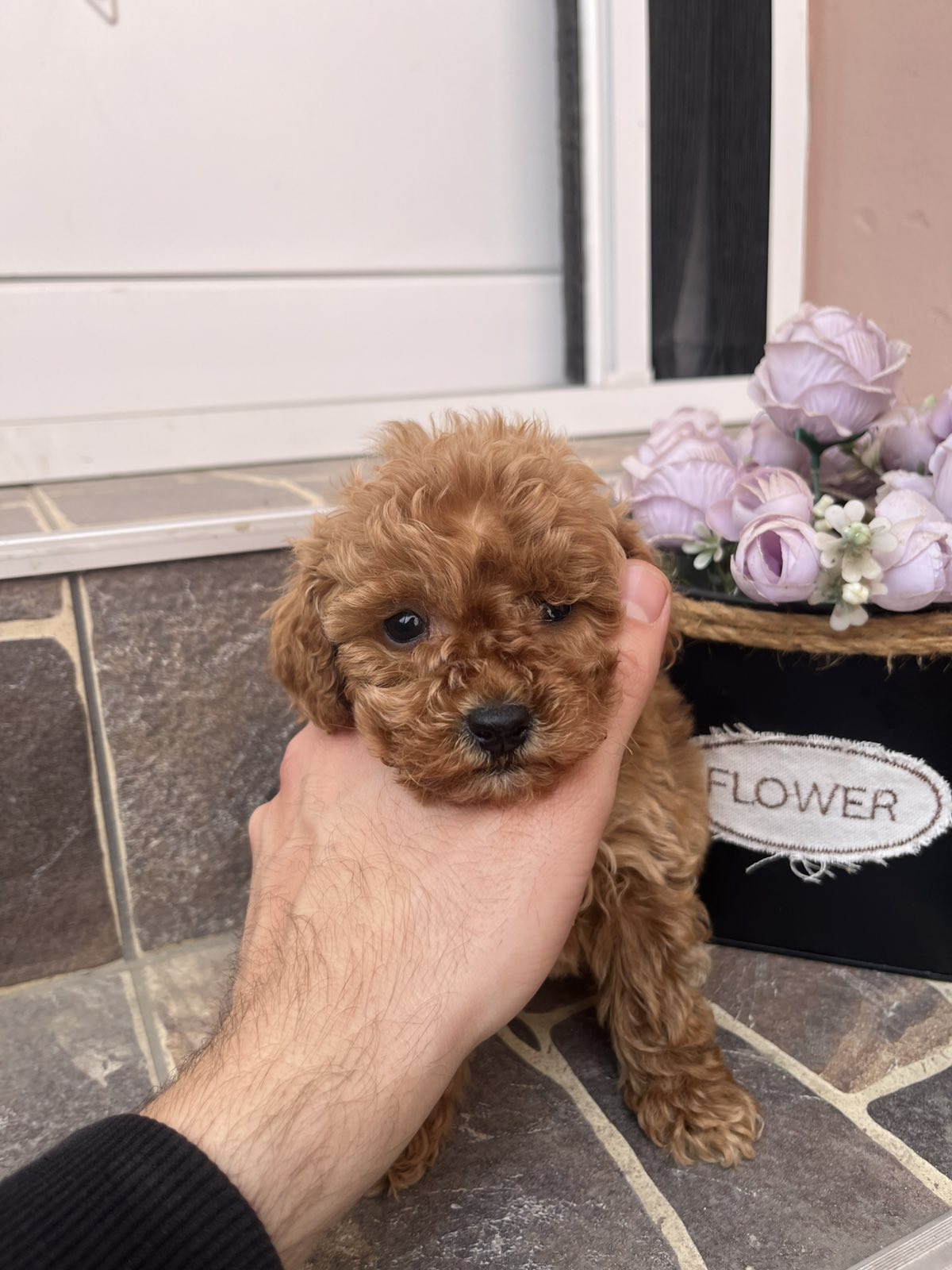 Toy Pudla prelepi štenci