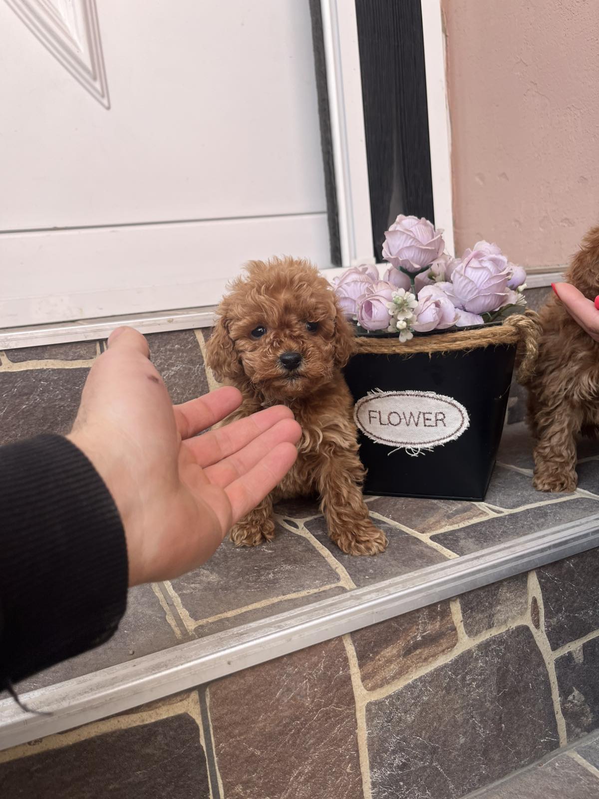 Toy Pudla prelepi štenci