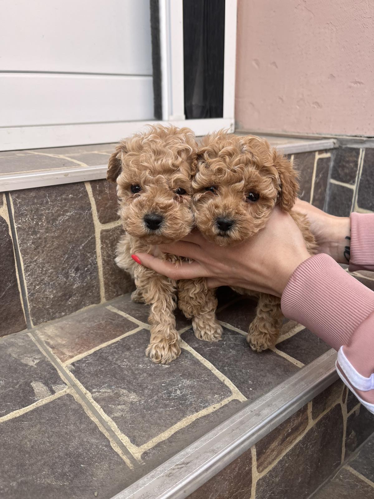 Toy Pudla prelepi štenci