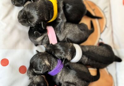 viber_image_2026-03-24_16-04-54-769