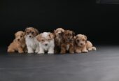 Havanski Bišon prelepi štenci