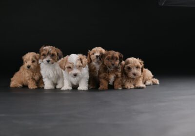 0d6dd8fff-112b-4776-94fb-214e5ddb289a