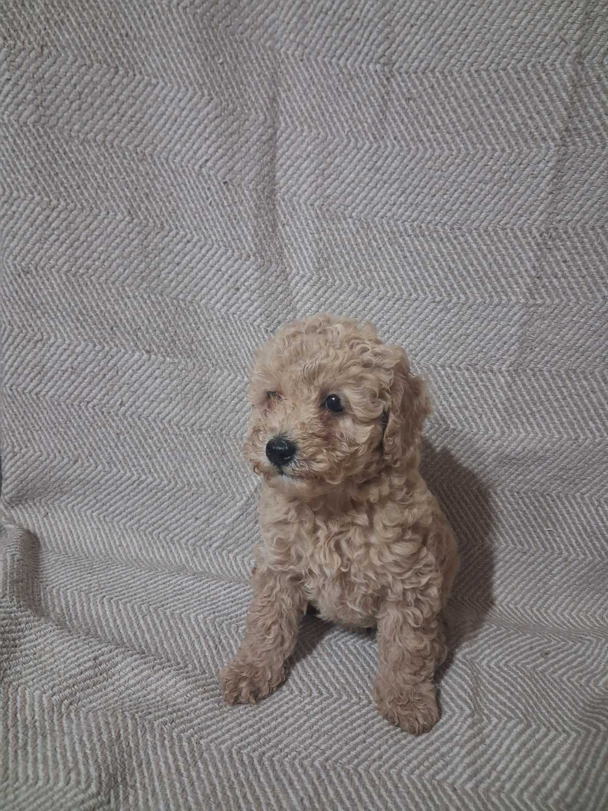 Patuljaste Pudle prodaja