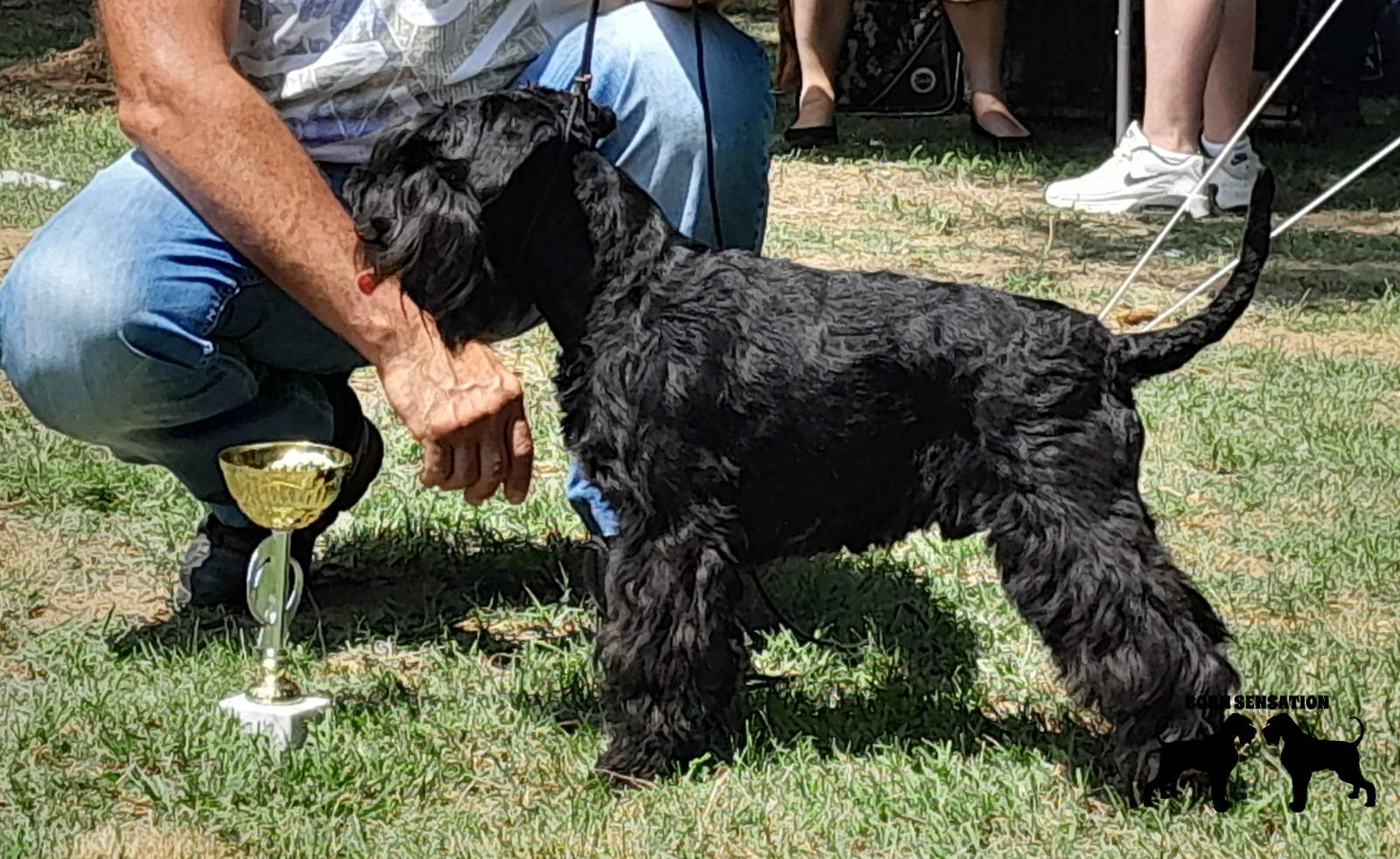 Patuljasti šnaucer štenci