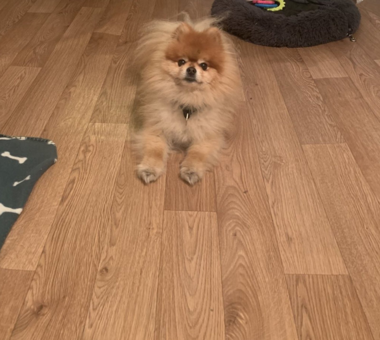 Pansion za pse “Fito”