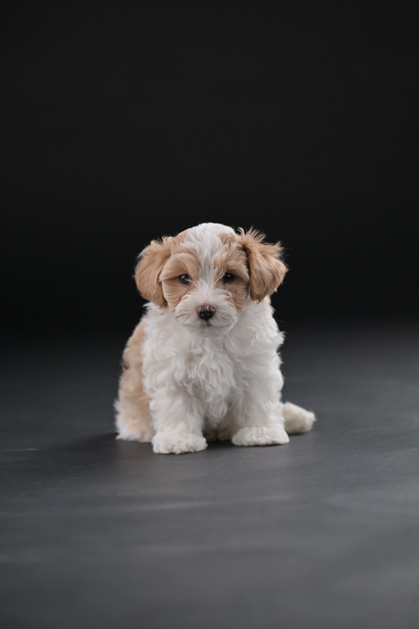 Havanski Bišon prelepi štenci