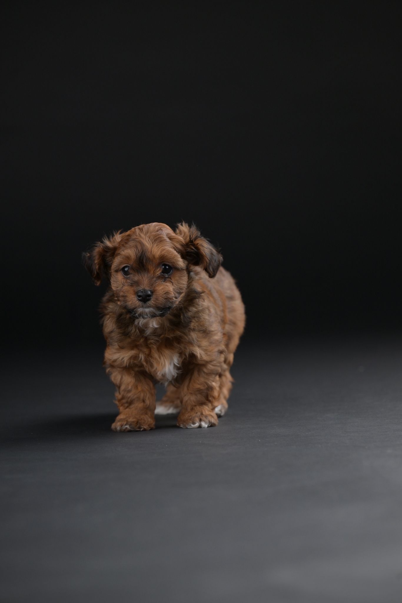 Havanski Bišon prelepi štenci