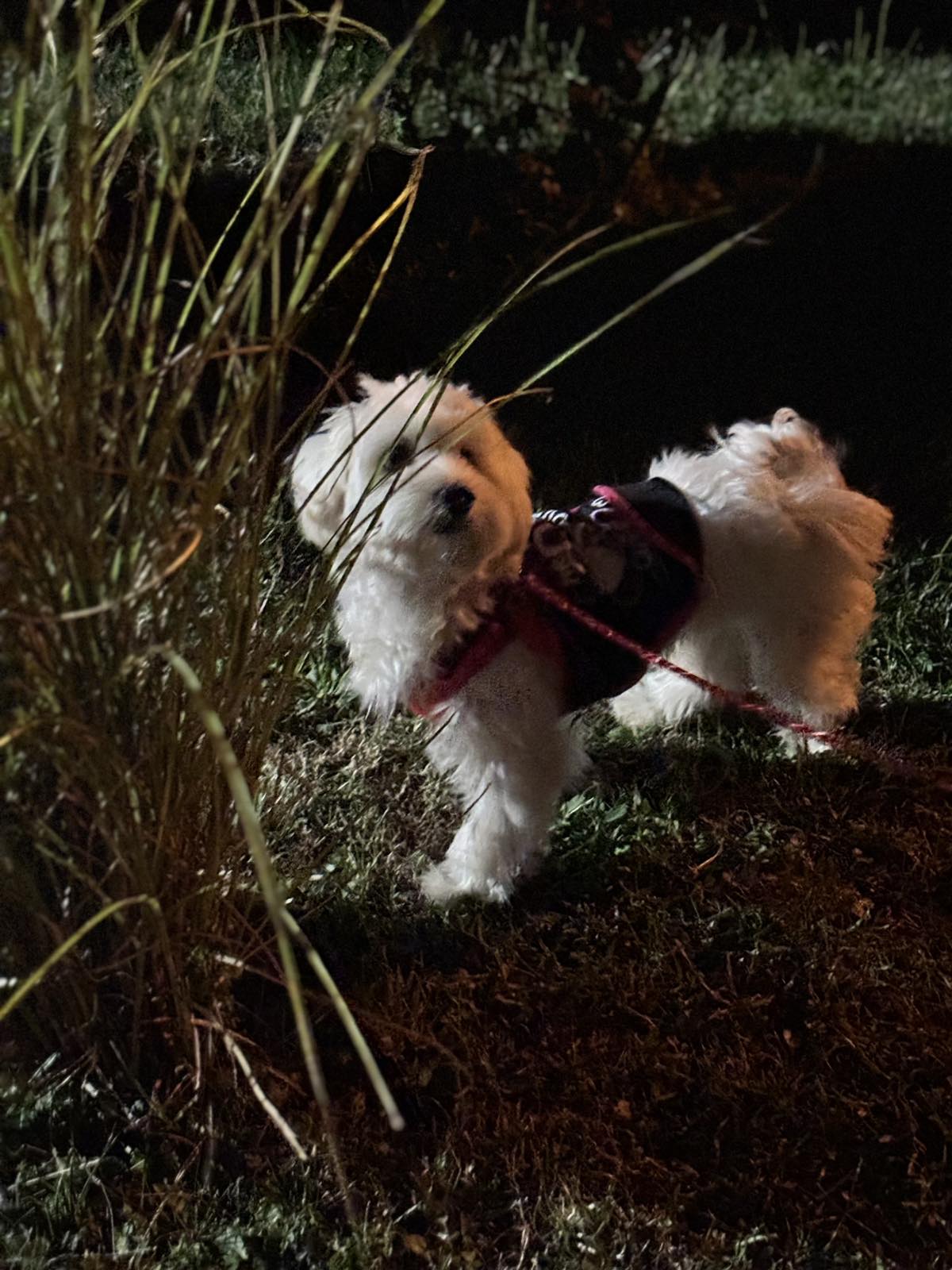 Pansion za pse “Fito”