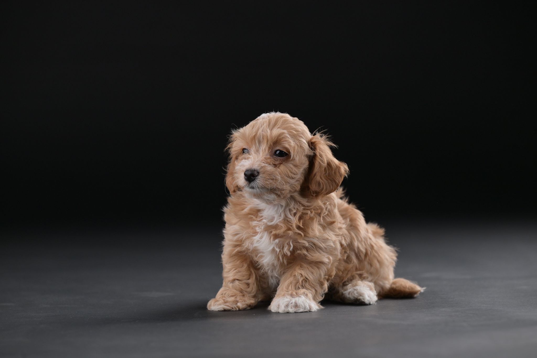 Havanski Bišon prelepi štenci