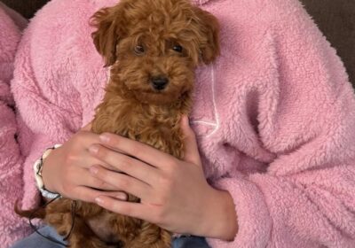 aviber_image_2026-04-17_10-13-10-712