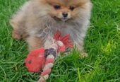 Pomeranski Špic štenci