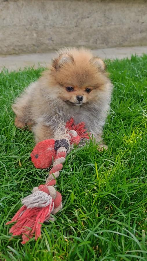 Pomeranski Špic štenci