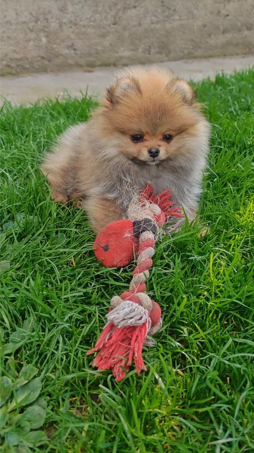 Pomeranski Špic štenci