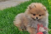 Pomeranski Špic štenci