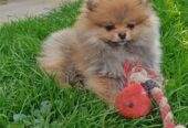 Pomeranski Špic štenci