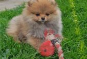 Pomeranski Špic štenci