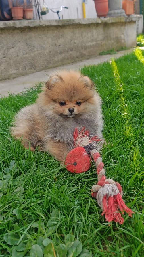 Pomeranski Špic štenci