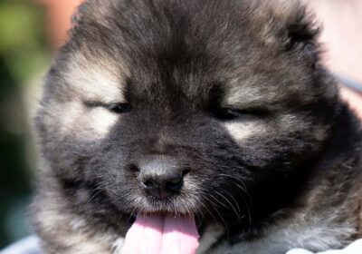 viber_image_2026-04-08_11-49-46-015