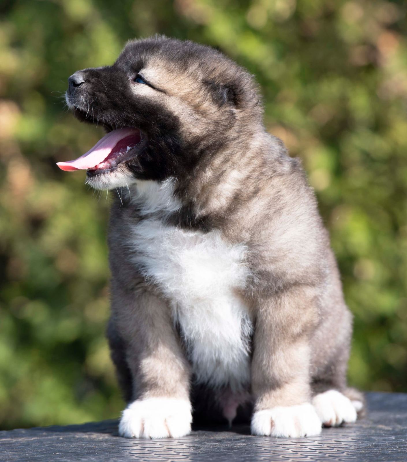 Kavkaski Ovčar štenci